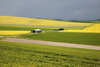 Chalk upland summer farming landscape on the Marlborough Downs, near Beckhampton, Wiltshire,