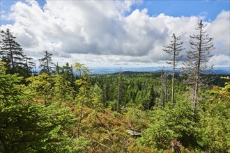 Vegetation with Norway spruce (Picea abies) and colored European blueberry (Vaccinium myrtillus) on