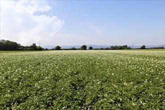 Flowering potato field near Mutterstadt, Rhineland-Palatinate