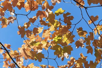 Autumn maple leaves in botanical garden on a sunny day