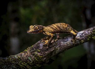 Leaf-tailed gecko (Uroplatus fivehy) in the rainforests of Marojejy National Park, north-east