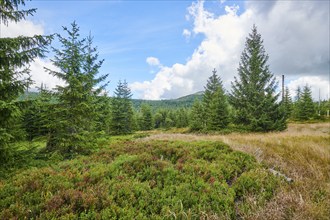 Vegetation with Norway spruce (Picea abies) and colored European blueberry (Vaccinium myrtillus) on