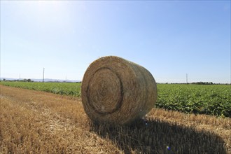 Straw pressed into round bales on a harvested wheat field in the evening sun (Mutterstadt,