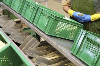 Agriculture asparagus washing and sorting with washing machine and sorting machine on a farm in