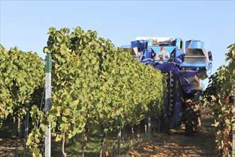 Grape grape harvest with full harvester in the district of Bad Dürkheim, Rhineland-Palatinate