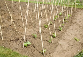 Runner bean plants and supporting canes allotment garden, Shottisham, Suffolk, England, United