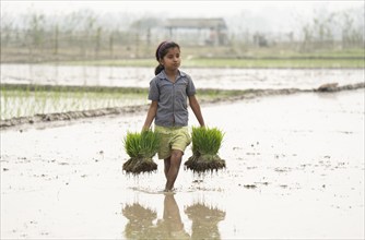 Morigaon, India. 20 February 2024. A girl carries rice sapling in a paddy field on February 20,