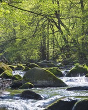 A clear forest river with lush green foliage and sunlight shining through the trees, Bode valley