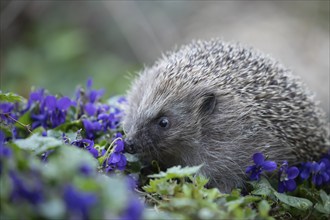 European hedgehog (Erinaceus europaeus) adult animal on a patch of flowering Dog violets in a