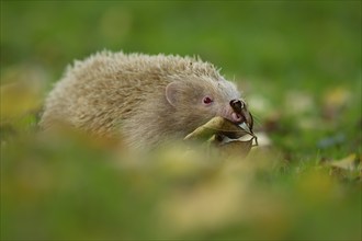 European hedgehog (Erinaceus europaeus) adult albino animal walking in a woodland, Suffolk,