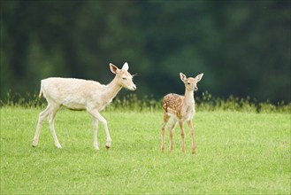 European fallow deer (Dama dama) hinds and a fawn walking on a meadow, tirol, Kitzbühel, Wildpark