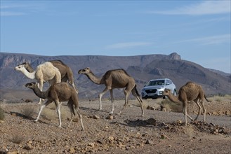 Dromedaries (Camelus dromedarius) walking on road with car, Alnif, Morocco, Africa