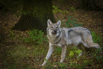 Moritzburg Game Reserve, Moritzburg, Saxony, Germany, Europe