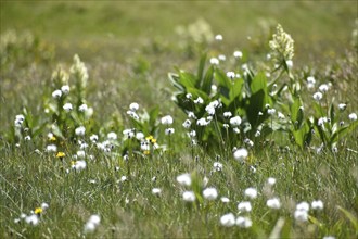 Cotton grass (Eriophorum) and white brome (Veratrum album) on the plateau of the Etrachböden,