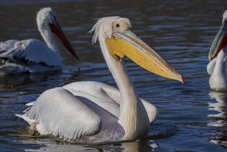 Great white pelican (Pelecanus onocrotalus), swimming, Lake Kerkini, Greece, Europe