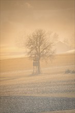 The first rays of sunlight penetrate the fog around a tree and hunting lodge, Nagold, Black Forest,