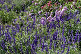 Perennial bed with sage and dahlias, Palatinate, Rhineland-Palatinate, Germany, Europe