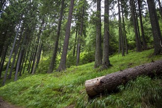 Transylvania, Romania: Dense forest in the Carpathians. In recent years, this natural area has also