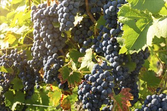 Ripe Dornfelder grapes in the Palatinate. The 2023 vintage is exceptionally good