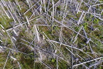 Aerial photo of dead spruces, due to infestation by bark beetles, Oderbrück, 19/07/2020