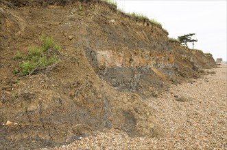 Mass movement collapse of soft clay sandy cliff, Bawdsey, Suffolk, England, UK Early Pleistocene