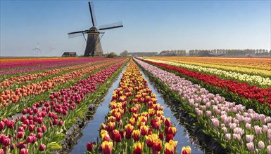 Agriculture, dense, intensely colourful blooming tulip field with a windmill, in Holland, AI