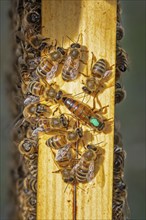 Western honey bee (Apis mellifera) fruit blossom, honeycomb, marked queen bee, beehive, petals,