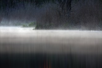 Dim lighting with fog and vegetation along a body of water, foggy atmosphere over the water at