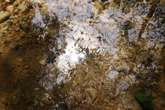 Late summer impression, reflection in a lake, Bavaria, Germany, Europe