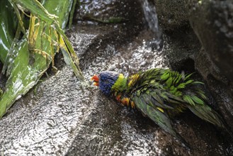 Rainbow lorikeet (Trichoglossus moluccanus), bathing, Emmen Zoo, Netherlands