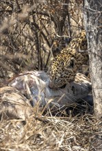 Leopard (Panthera pardus), adult female eating killed antelope, Kruger National Park, South Africa,