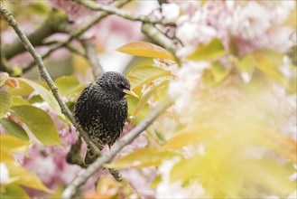 A common starling (Sturnus vulgaris) in quiet profile on a branch with pink flowers, Hesse,