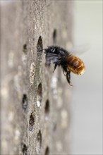 Hornfaced bee (Osmia cornuta), Emsland, Lower Saxony, Germany, Europe