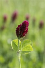 Incarnate clover (Trifolium incarnatum), Emsland, Lower Saxony, Germany, Europe