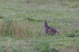 Gray partridge (Perdix perdix), Emsland, Lower Saxony, Germany, Europe