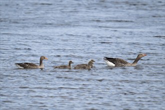 Swimming grey geese (Anser anser) with chicks, Hauke-Haien-Koog nature reserve, North Frisia,