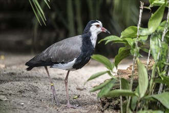 Long-toed Lapwing (Vanellus crassirostris), Walsrode Bird Park, Lower Saxony, Germany, Europe