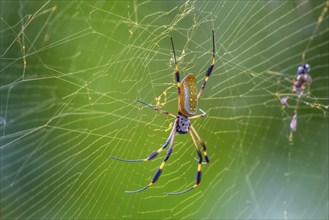 Golden silk spider (Trichonephila clavipes) in a spider web, El Arenal, Alajuela province, Costa