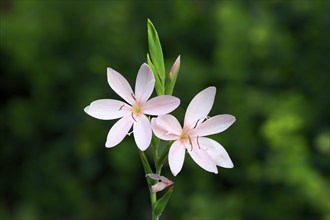 River lily (Hesperantha coccinea), flowering, blooming, at a pond, Elllerstadt, Germany, Europe