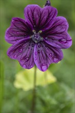 Mallow (Malva moschata), Emsland, Lower Saxony, Germany, Europe