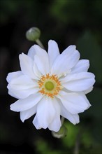 Chinese anemone (Anemone hupehensis), flowering, flower, Ellerstadt, Germany, Europe