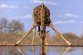 Southern giraffe (Giraffa camelopardalis giraffa), adult, drinking, at the water, Kruger National