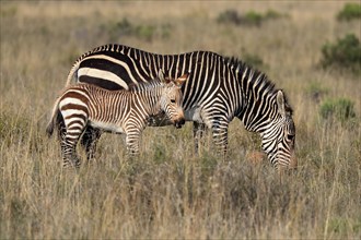 Cape Mountain Zebra (Equus zebra zebra), adult, juvenile, mother with juvenile, female, feeding,