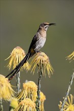 Cape Honeybird (Promerops cafer), adult, male, singing, on flower, Protea, Kirstenbosch Botanical