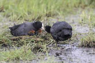 Common coots (Fulica atra) with chicks, Lower Saxony, Germany, Europe