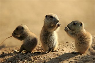 Black-tailed prairie dog (Cynomys ludovicianus), three young animals eating, social behaviour,