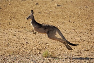 Red kangaroo (Macropus rufus), adult female jumping, Sturt National Park, New South Wales,