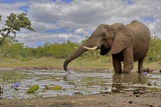 African elephant (Loxodonta africana), bull, male, at the water, drinking, Kruger National Park,