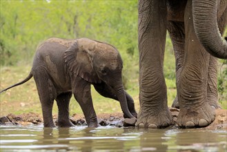 African elephant (Loxodonta africana), young animal, calf, baby elephant, mother, young animal with