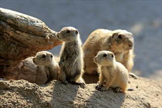 Black-tailed prairie dog (Cynomys ludovicianus), adult with young, at the den, siblings, social